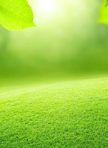 Природа зелень