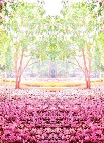 Розовое дерево аллея