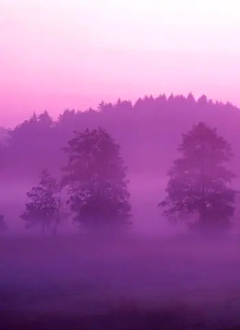 Розовый туман