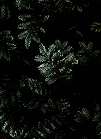 Темные листья
