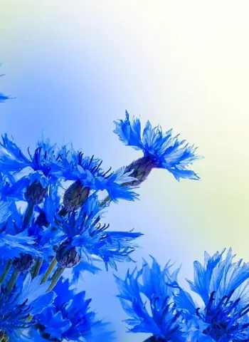 Цветочек голубой